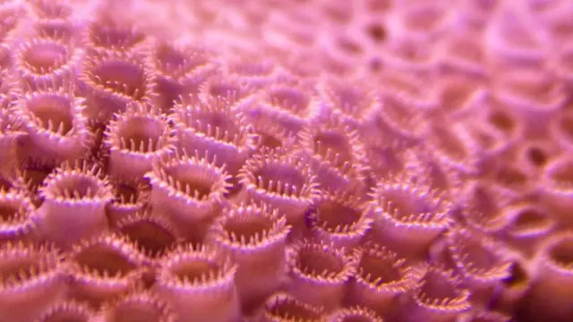 外星生物?