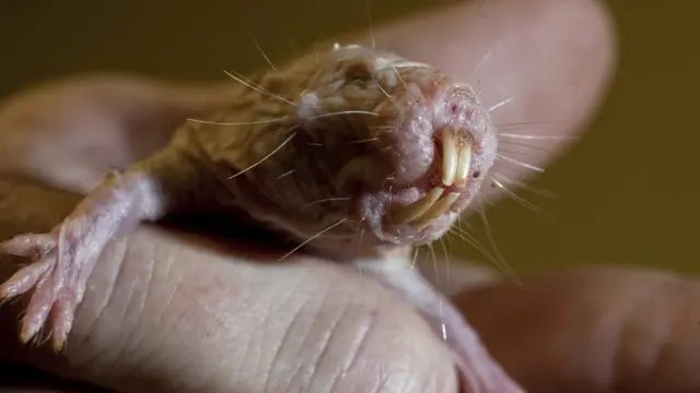 Голый землекоп