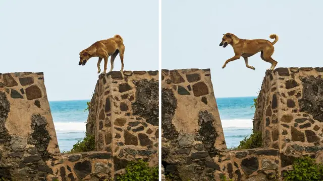 Собака на заборе