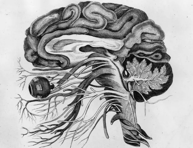 મગજની તસવીર