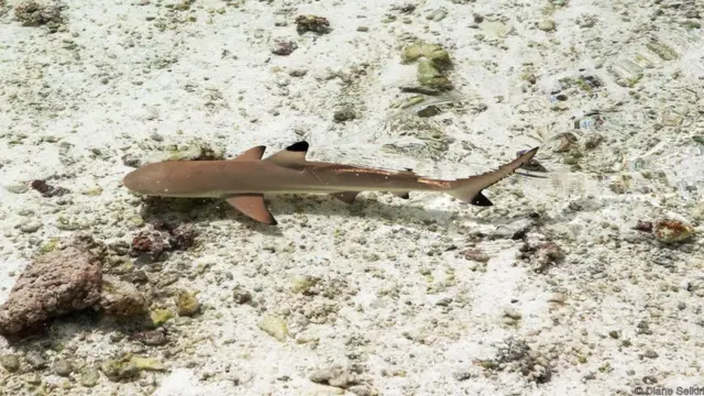 A small shark swims in shallow waters