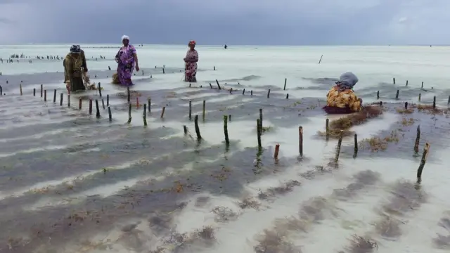 Jua kali linaathiri ukuaji wa mwani