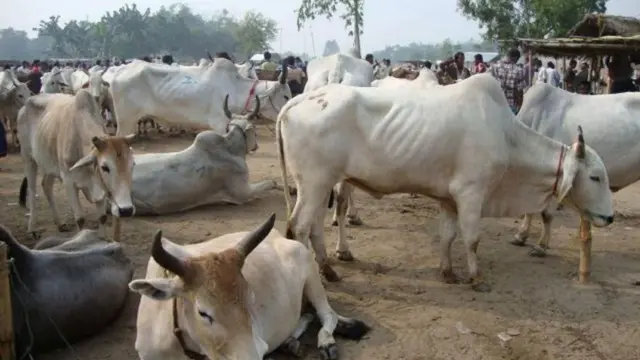 बंगाल में पशु चोरी