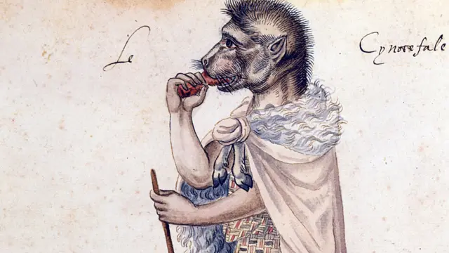 Cinocéfalo, dibujo