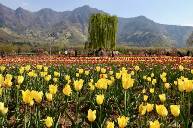 ట్యులిప్ గార్డెన్