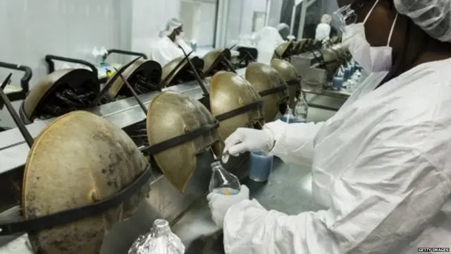 ਹੌਰਸਸ਼ੂ ਕੇਕੜੇ