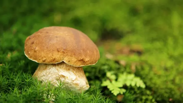 Белый гриб в лесу