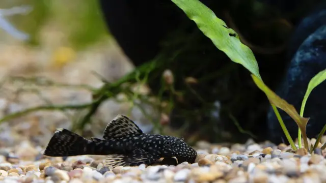 সাকার মাছ