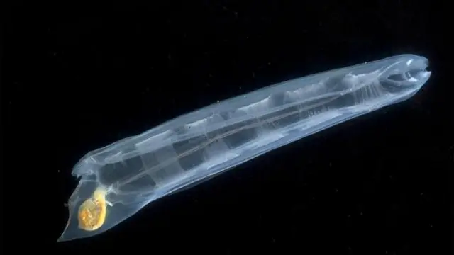 سالپ‌ها در اعماق دریاها زندگی می‌کنند