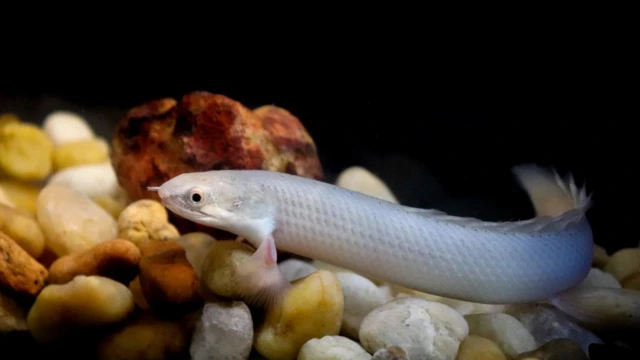 Peixe Polypterus senegalus usado na pesquisa