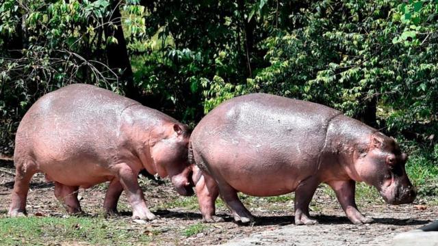 Hipopótamos na Hacienda Napoles, que já foi o zoológico particular do chefão do tráfico Pablo Escobar, na Colômbia, 12 de setembro de 2020