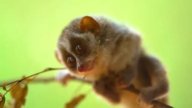 தேவாங்கு