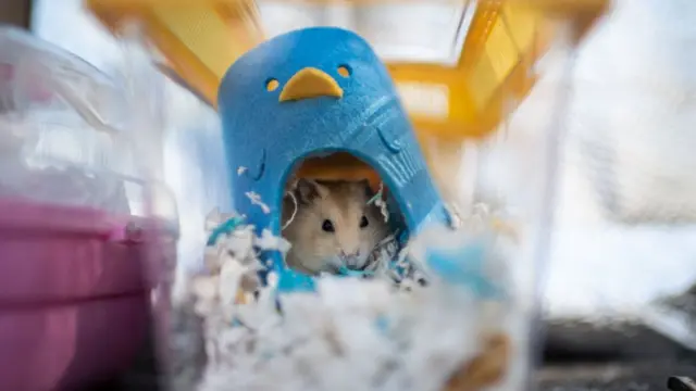 হংকংয়ে কোভিড সংক্রমিত এধরনের বহু হ্যামস্টার জাতের ইঁদুর ধ্বংস করা হয়েছে।