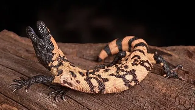 छिपकली जैसा जीव