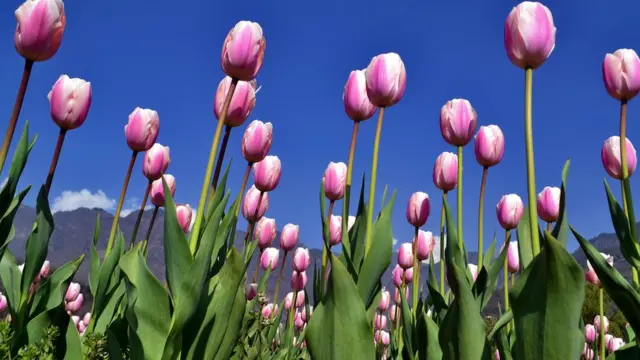 سری نگر میں موسمِ بہار