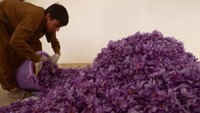 Zəfəranı əldə etmək üçün çiçərklərin təpəciklərini toplamaq çox zəhmətli bir işdir