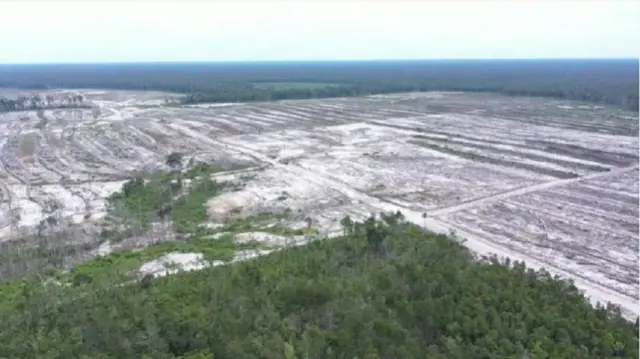Kebun singkong untuk food estate mengambil habitat orang utan. 