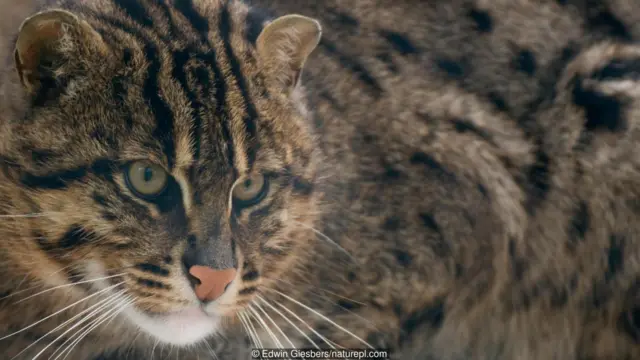 Kucing liar, piaraan