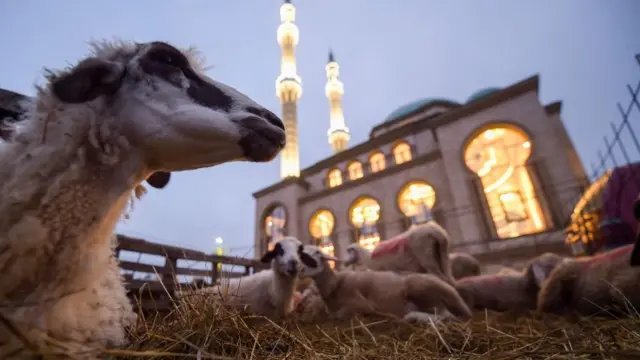 Kosovanın paytaxtı Priştina yaxınlığındakı məscidin ərazisinə gətirilən qoyun sürüsü