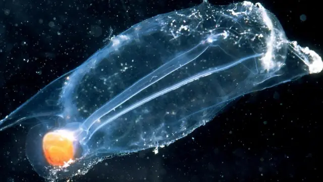 Личинка асцидии (Salpa maxima) и ее "хребет"