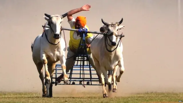 बैलगाडा शर्यत