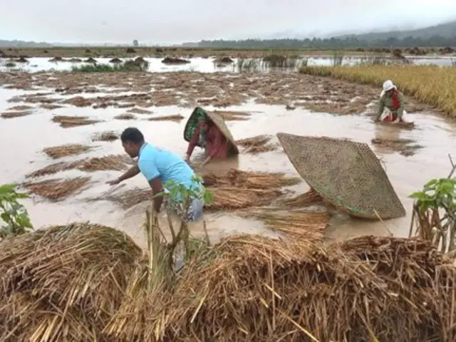 धानबाली