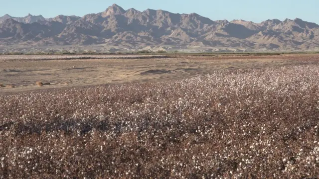 مزرعه کشت پنبه