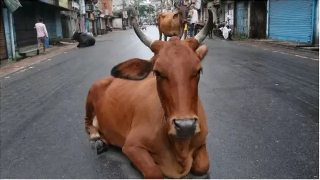 કિરણ દેસાઈ: "ગાયોનું લાઇસન્સ લેવું ખોટું હતું, સજાની જોગવાઈઓ આકરી હતી, દંડની જોગવાઈઓ હતી, ઢોરના તબેલા માટે પણ રજિસ્ટ્રેશન કરાવવાનું હતું જે એકદમ અવ્યવહારૂ હતું."