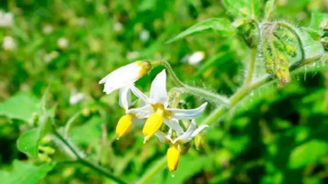 Solanum arenicola