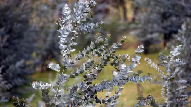 ኦብሶ ሉቦ ኣዝያ እትፈትዎ ጸዓዳ ባህርዛፍ