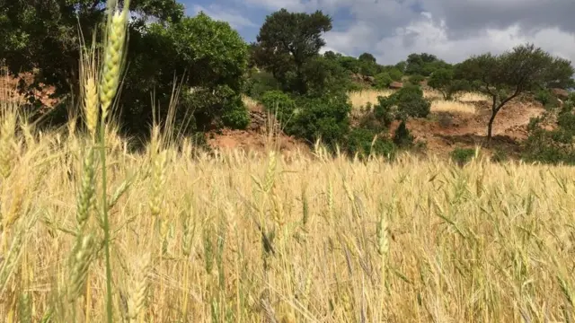 ዘራእቲ ቀውዒ