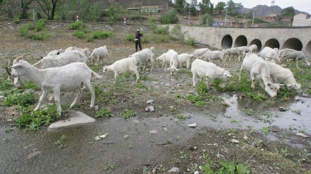 Cabras pastando en el lecho de un río seco