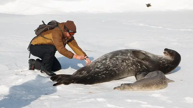 Відбір біоматеріалу в самки тюленя