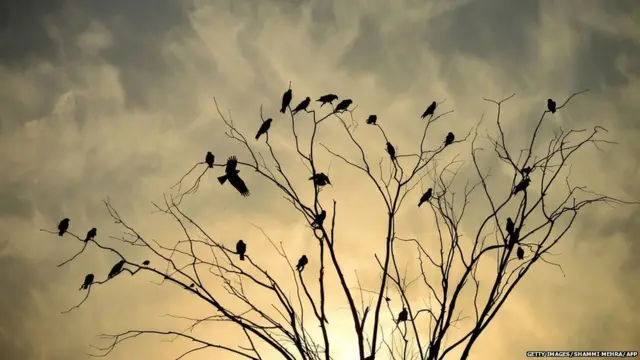 8. Birds sit on tree branches during sunset in Jalandhar on January 10, 2018