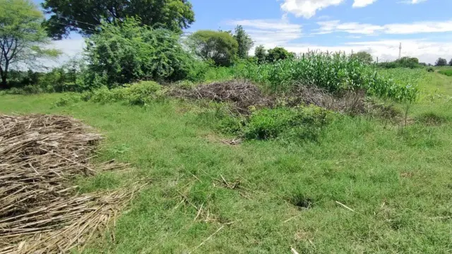 પીડિતાના મૃતદેહને જે સ્થળે અગ્નિદાહ આપવામાં આવ્યો હતો ત્યાં હવે ઘાસ ઉગી નીકળ્યું છે.