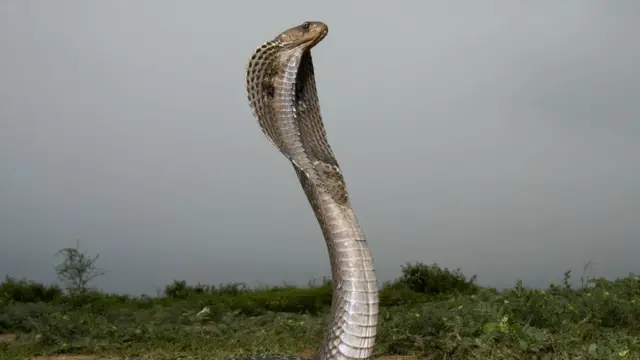 ভারতীয় কেউটে