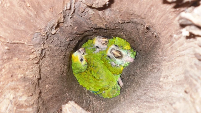 Nido de cotorra margariteña