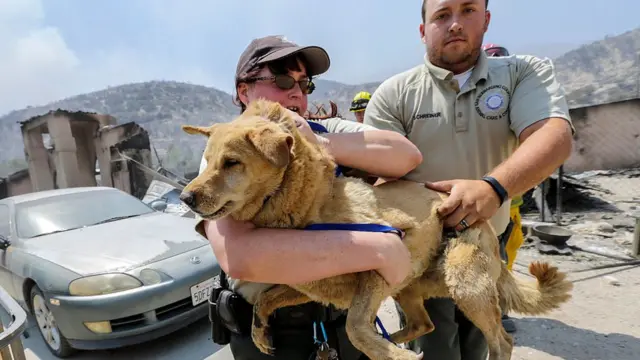 ਕੈਲੀਫੋਰਨੀਆ ਜੰਗਲ ਦੀ ਅੱਗ