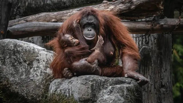 орангутанги