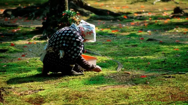 苔藓
