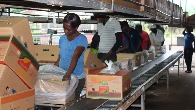 L'empaquetage des bananes