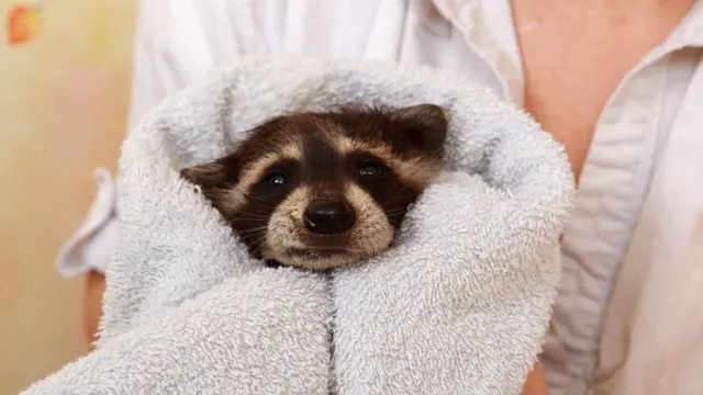 Еноты похожи на собак, но ведут себя совсем не по-собачьи