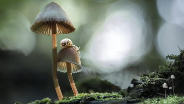 A macro nature photo of two tiny translucent snails atop one of a pair of two little mushrooms