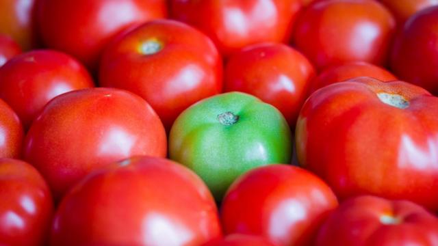 Um tomate verde em meio a outros vermelhos