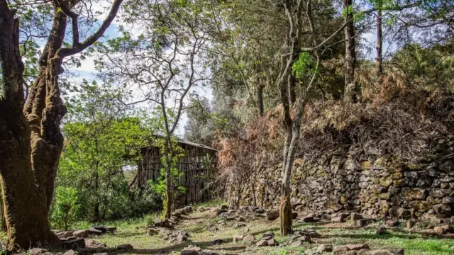 أشجار غابات إثيوبيا المقدسة