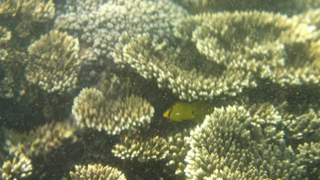 "ලයිලා හා සුරුක්කු" ධීවර ක්‍රම