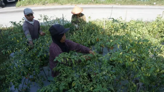 covid-19, petani, bansos, virus corona, resesi