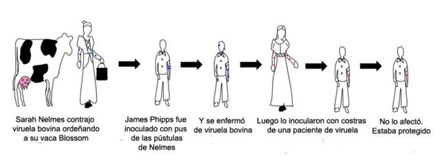 Gráfico del proceso para comprobar la protección que daba inocular con viruela bovina