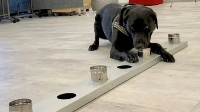 Ibyo bihanaguje bigahita bishyirwa mu bikombe bigaterekwa imbere y'imbwa ngo zibihunahune