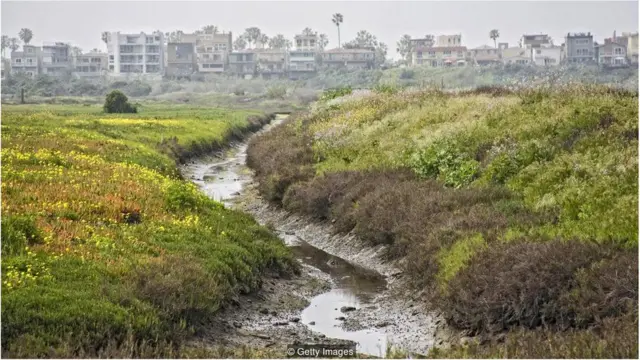तेज़ी से गर्म हो रही दुनिया को घास-फ़ुस कैसे बचा सकते हैं?
